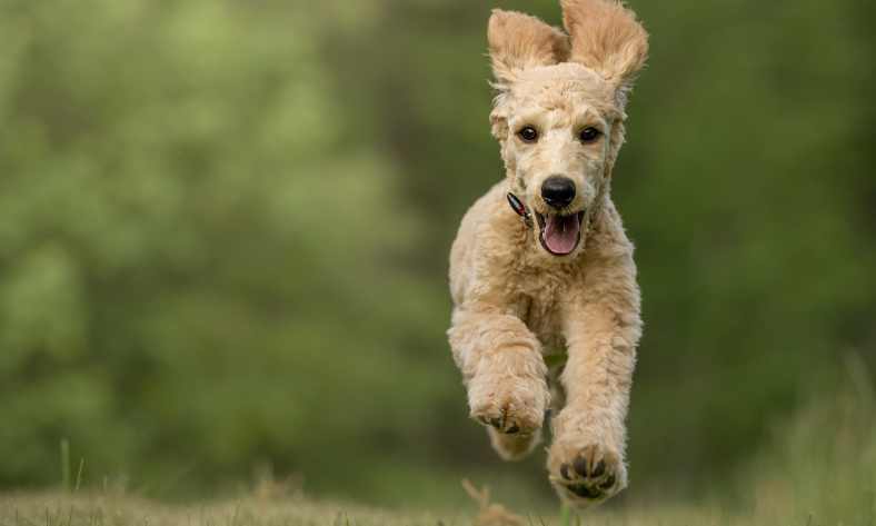 Can A Goldendoodle Jump A 4 Foot Fence