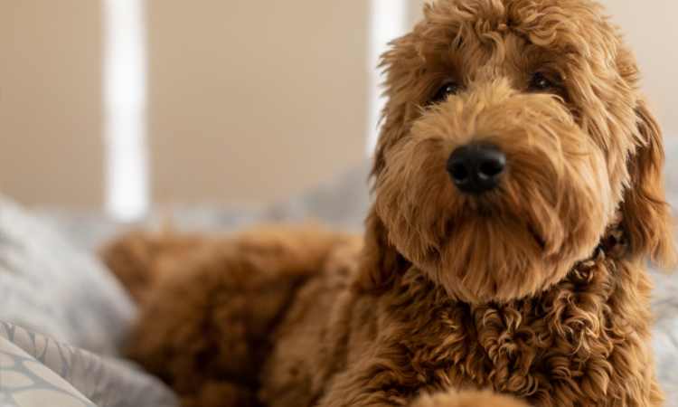 Can A Goldendoodle Kill A Coyote?