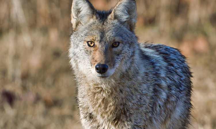 Can A Goldendoodle Kill A Coyote?