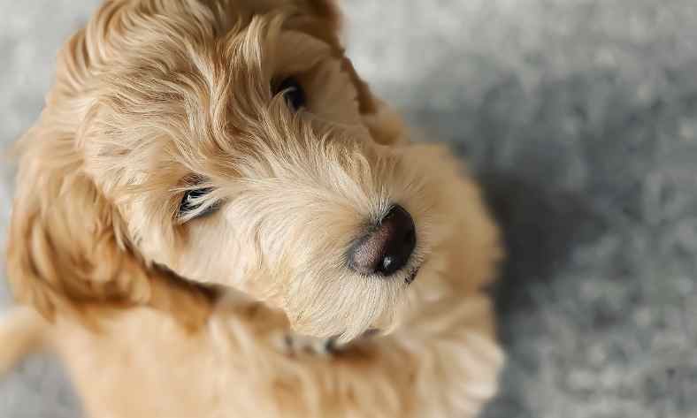 Can You Breed A F1bb Goldendoodle