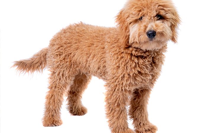 Can You Breed A Mini Goldendoodle With A Standard Poodle?