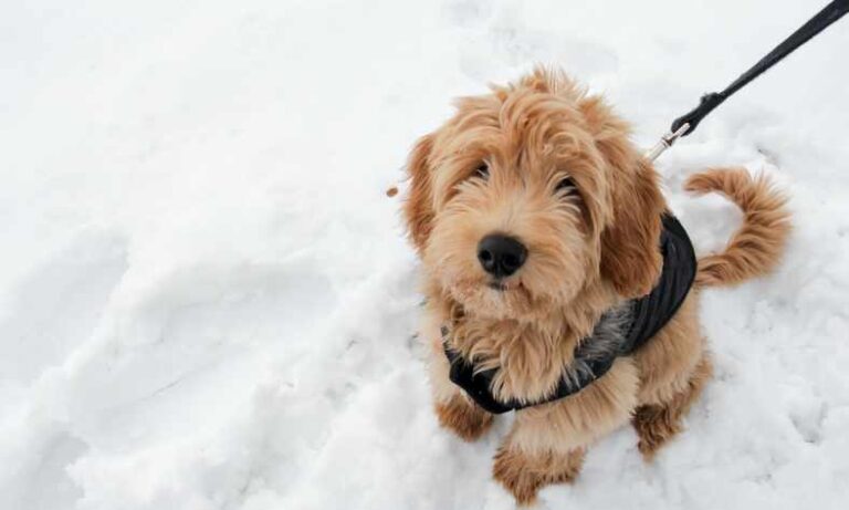 Can You Train A Goldendoodle To Be A Guard Dog?