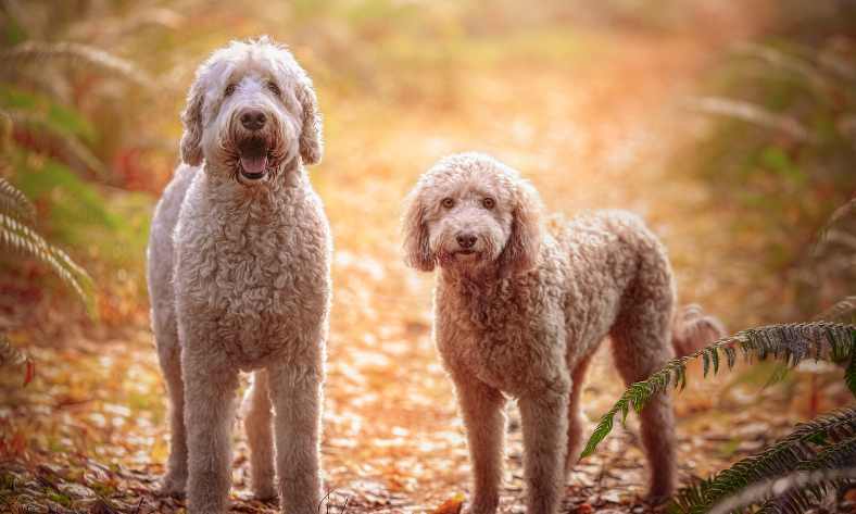 How Far Can A Goldendoodle Hike
