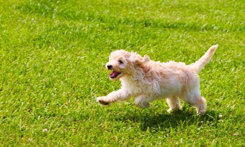 How Fast Can A Mini Goldendoodle Run?