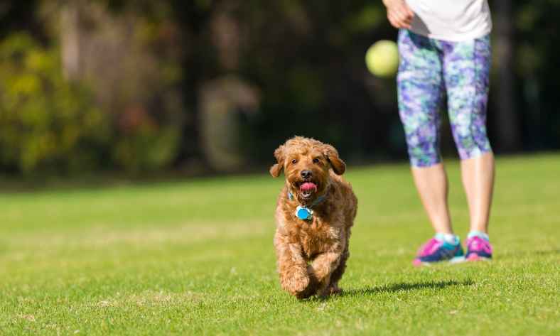 How Fast Can A Mini Goldendoodle Run