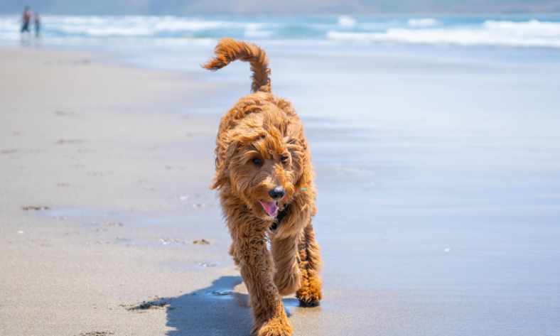How Fast Does Goldendoodle Hair Grow?