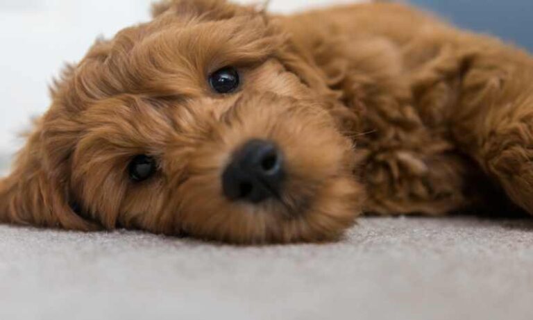 How Fast Does Goldendoodle Hair Grow