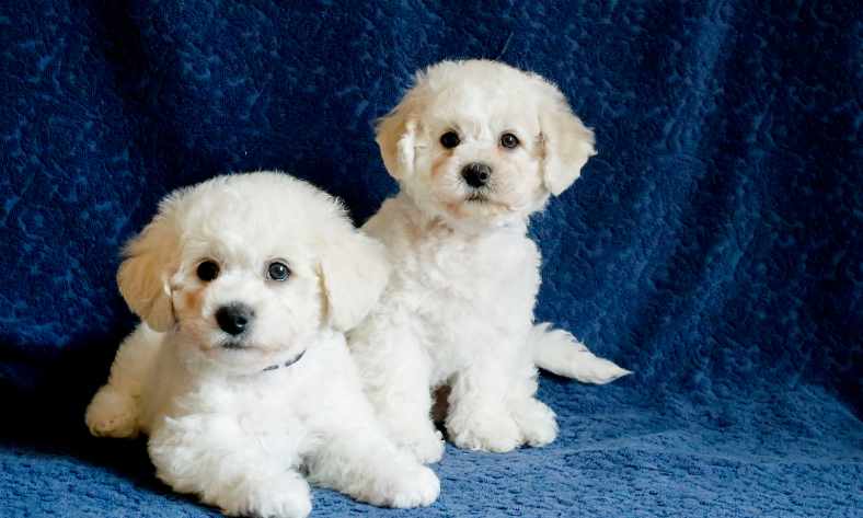 how many puppies can a mini goldendoodle have