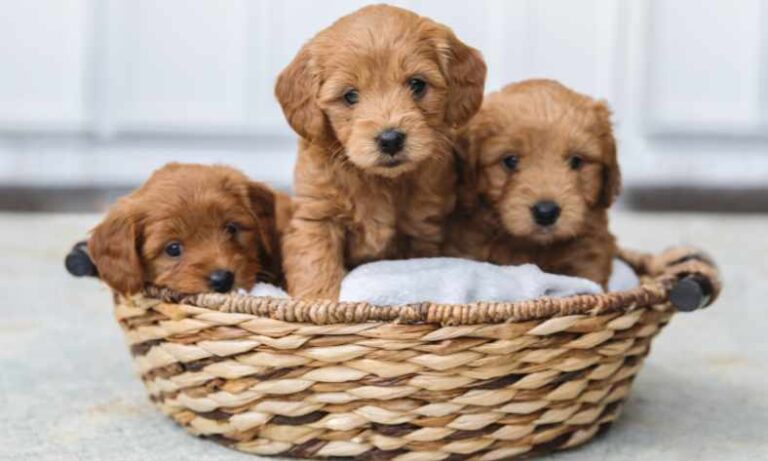 How Many Puppies Can A Mini Goldendoodle Have?