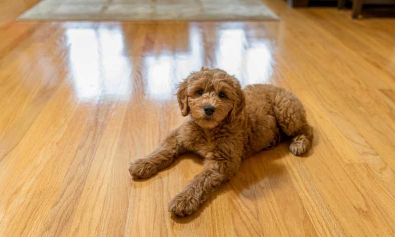 How Much Does a Mini Goldendoodle Weigh