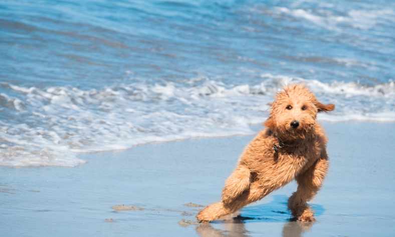 How Much Exercise Does A Goldendoodle Need 1 