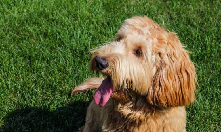 How Old Does A Goldendoodle Live?
