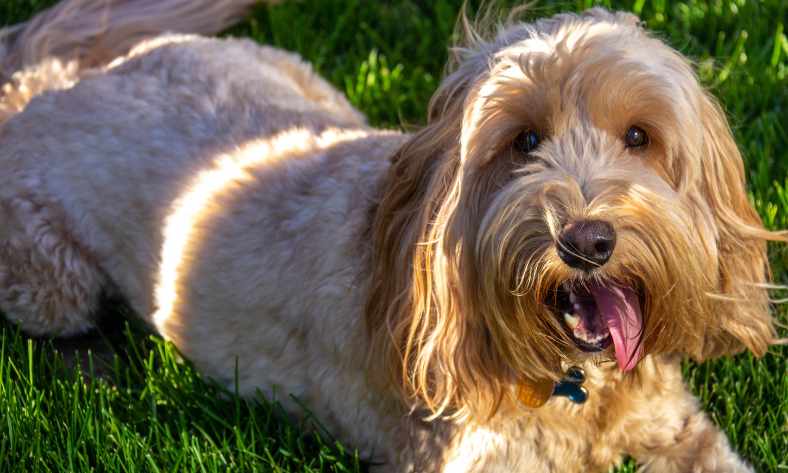 how often do you need to groom a goldendoodle