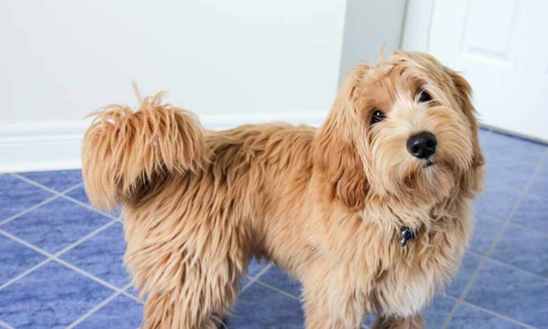 Grooming Your Goldendoodle What You Need To Know Sit Stay Doodle   How Often Do You Need To Groom A Goldendoodle 2 