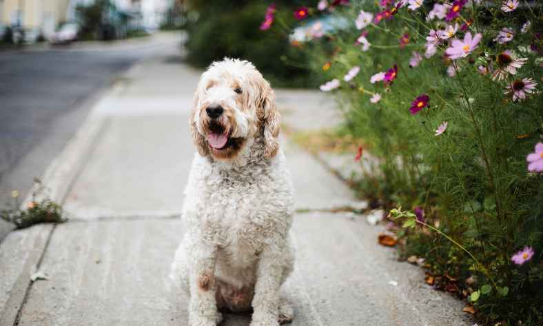 Is a Goldendoodle a good family dog