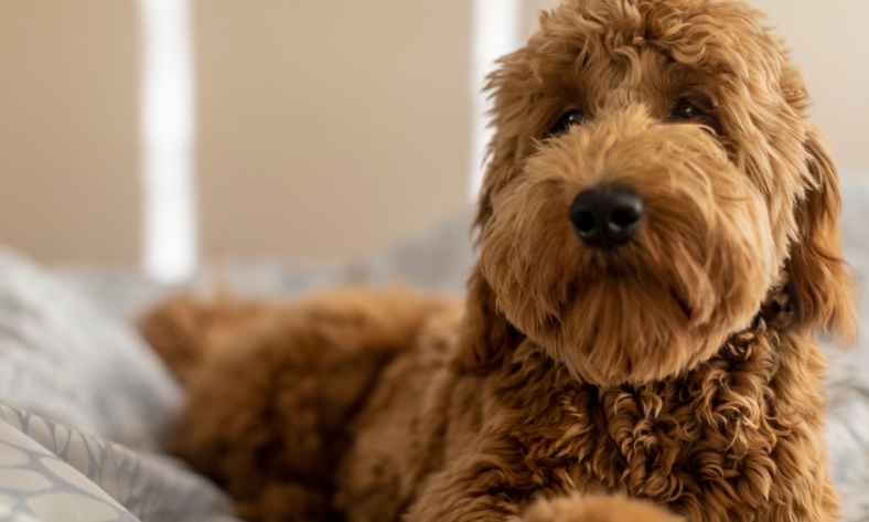 Is a Goldendoodle a good family dog