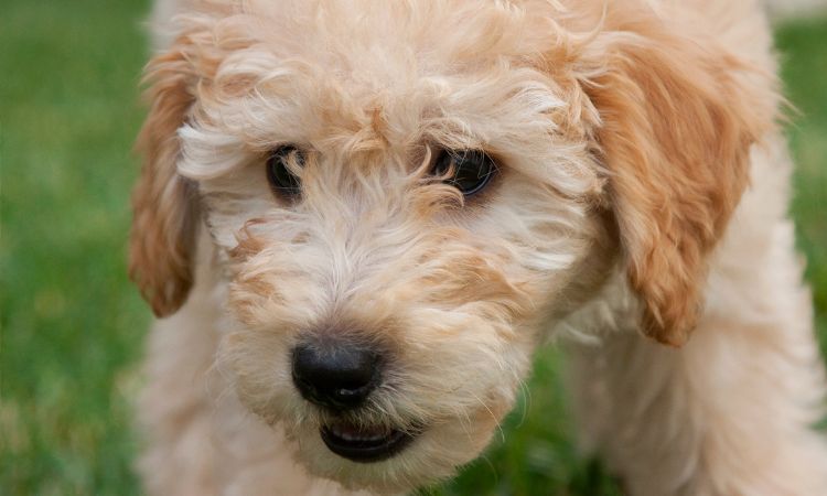 What Age Can A Goldendoodle Get Pregnant?