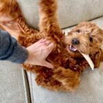 What Not To Feed A Goldendoodle?