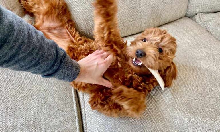 What Not To Feed A Goldendoodle?