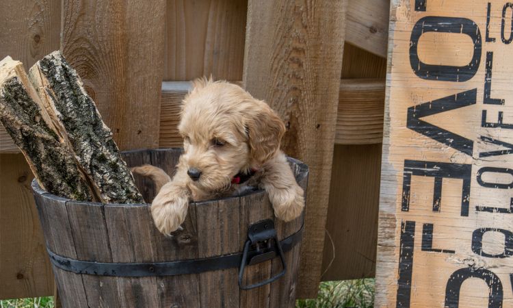 What Size Crate Do I Need For A Mini Goldendoodle?