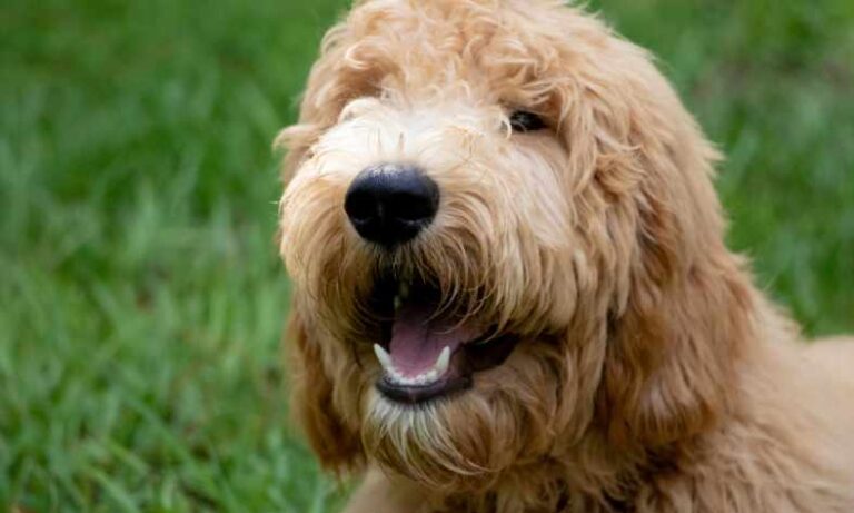 When Do Goldendoodle Puppies Lose Their Teeth
