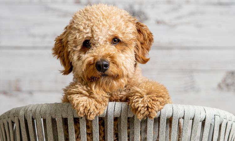 When Do Goldendoodle Puppies Stop Biting?