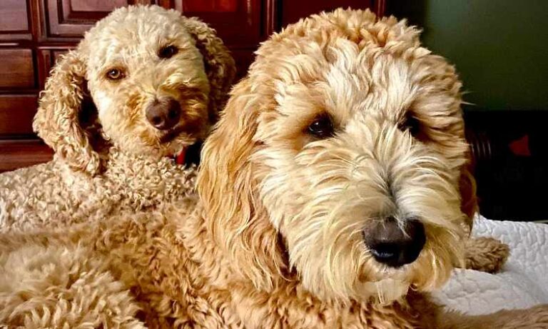 When To Neuter Goldendoodle