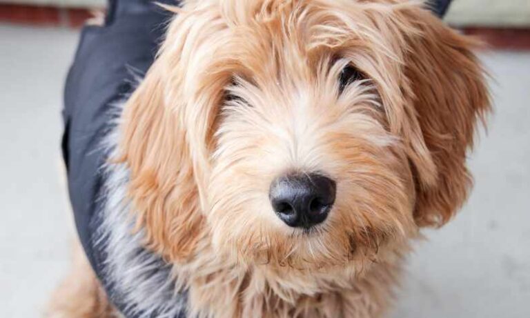 When To Spay A Goldendoodle?