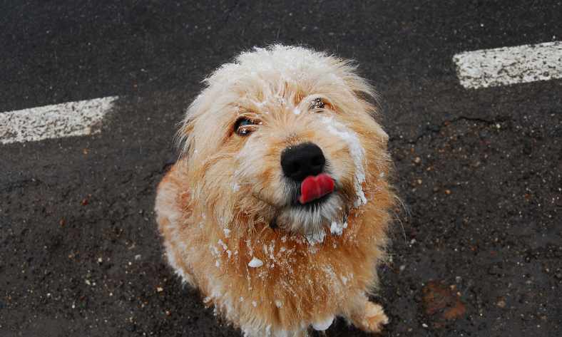 Why Does My Goldendoodle Bark So Much?