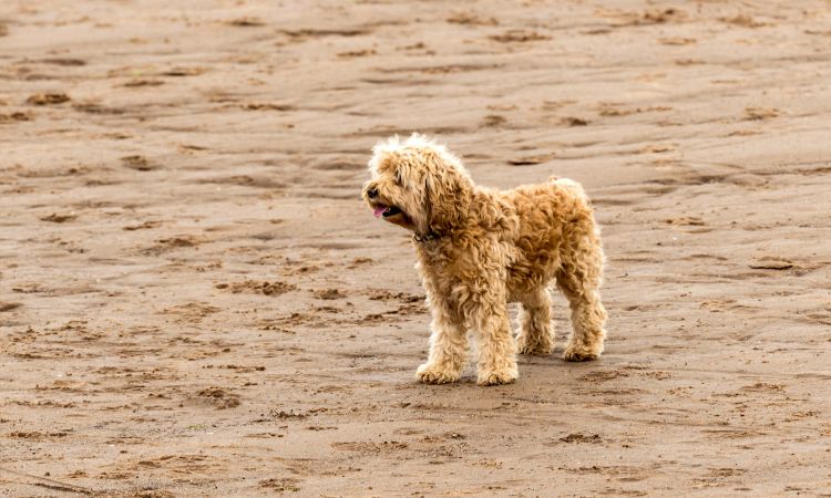 Why Does My Mini Goldendoodle Have Diarrhea?