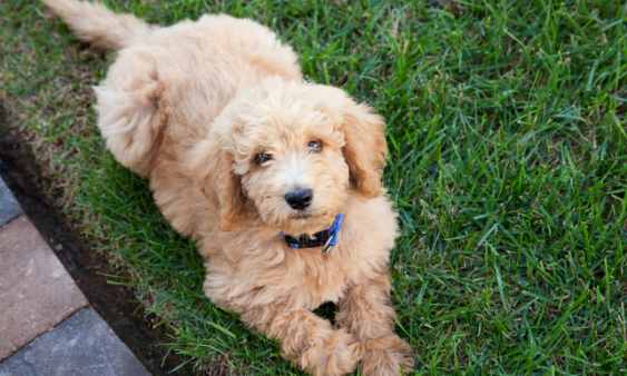 can you take a mini goldendoodle on a plane