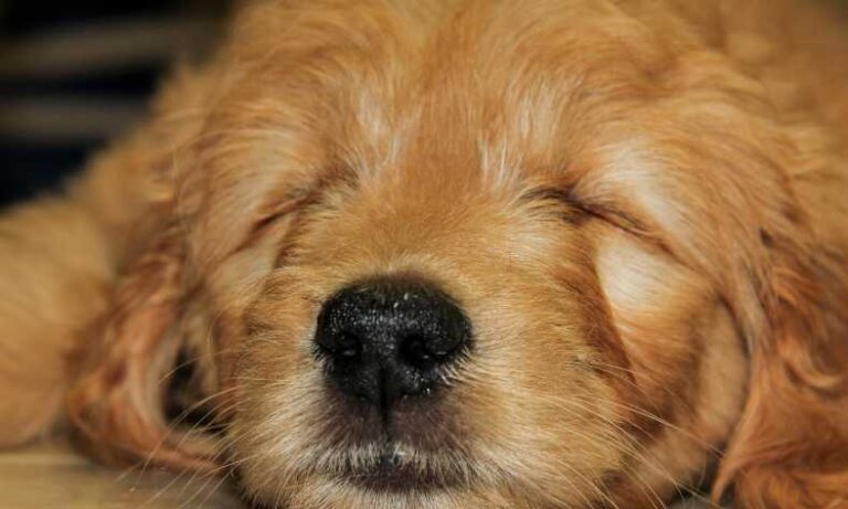 how much do goldendoodle puppies sleep