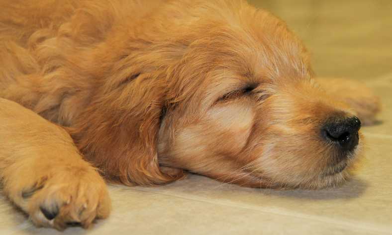 how much do goldendoodle puppies sleep