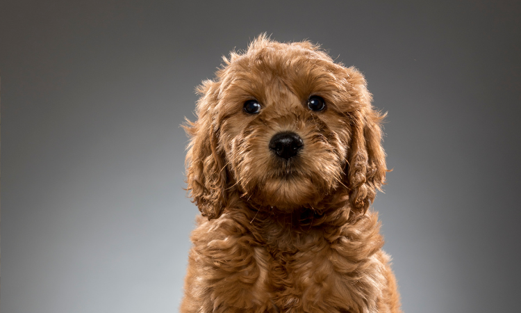 Can A Goldendoodle Be Aggressive?