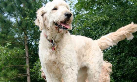 Can A Goldendoodle Safely Be Vegetarian