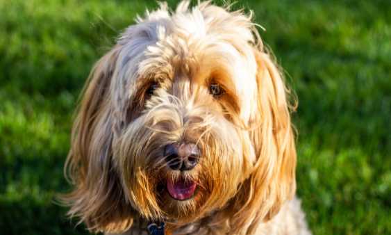 Can A Goldendoodle Safely Be Vegetarian