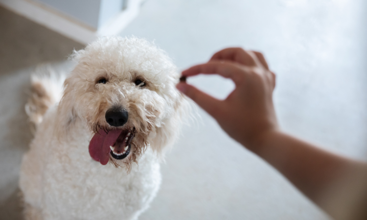 Do You Have To Pluck goldendoodle ears?