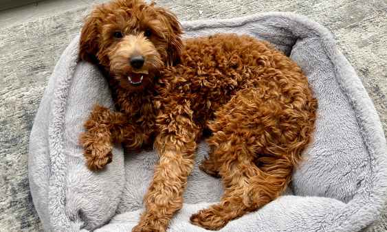 How Much Does It Cost To Groom A Goldendoodle