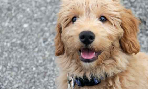How Much Does It Cost To Groom A Goldendoodle