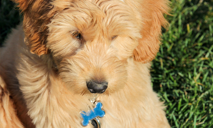 How Often Do You Have To Get A Goldendoodle Groomed?