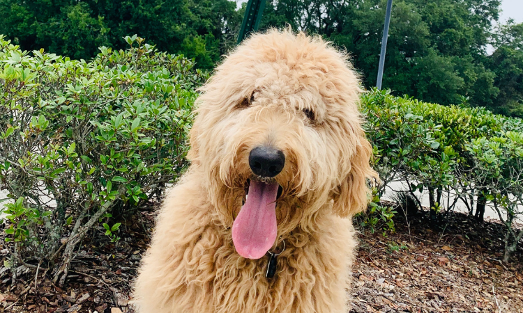 How Old Does A Goldendoodle Have To Be To Breed?