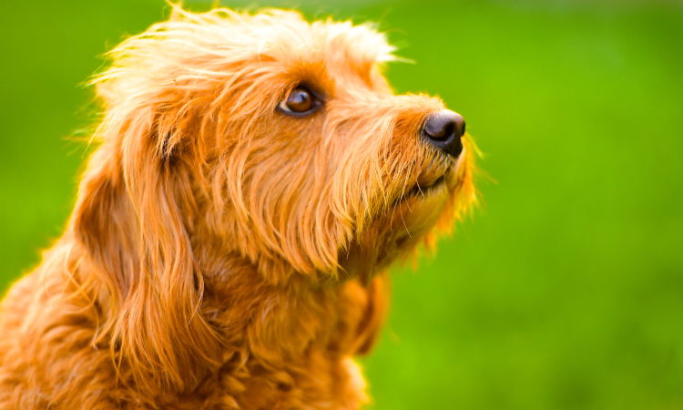 What Is An F1b Mini Goldendoodle?
