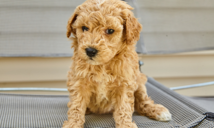 What Size Clipper Blade Should I Use For A Goldendoodle?