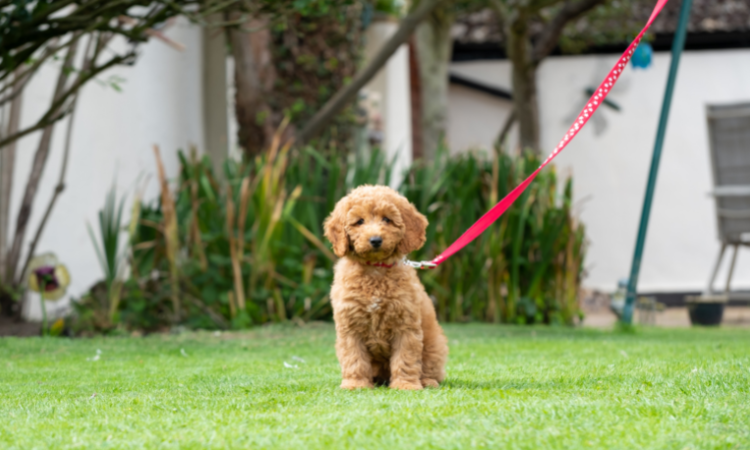 What To Do When Your Goldendoodle Gets Fleas?