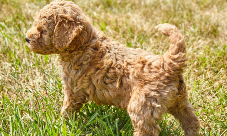 When Do Goldendoodle Puppies Go Into Heat?