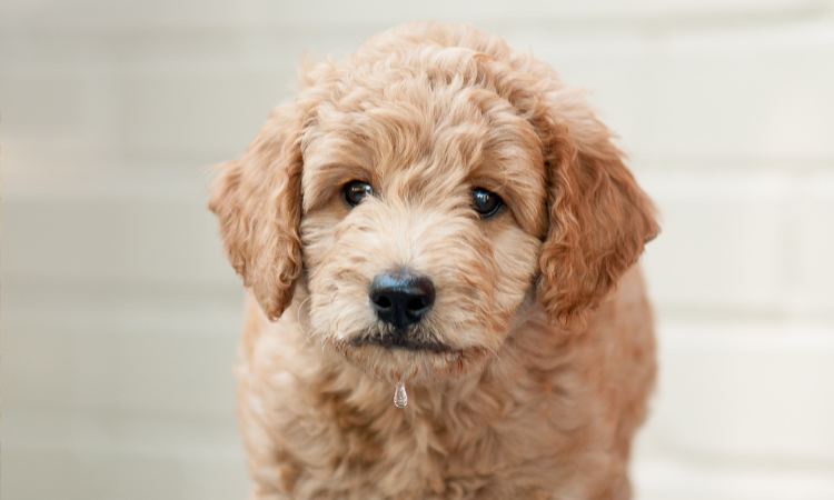 Why Are Goldendoodle Puppies So Expensive?