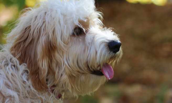 can a goldendoodle eat yogurt